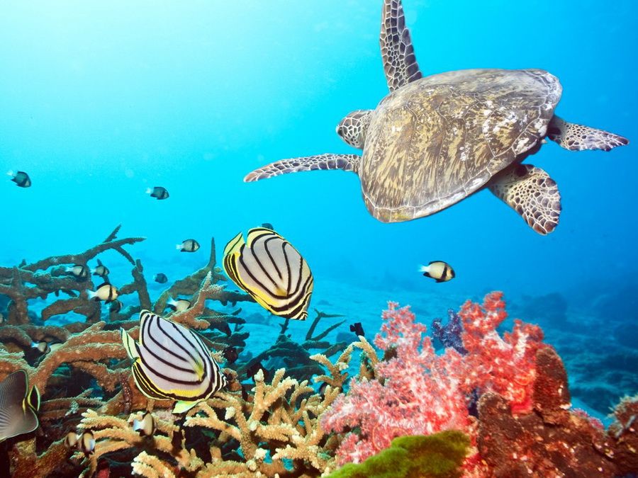 Hin-Daeng-Diving